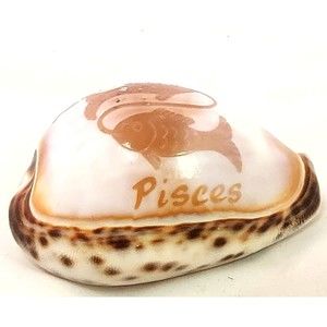 TIGER Cowrie Shell Carved Zodiac Sign Pisces Seashell Decoration 75mm